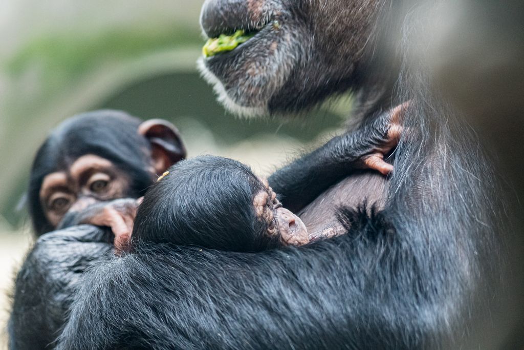 Adorable Video Shows Newborn Baby Chimp Adopted By Aunt After Mom's Mystery Illness