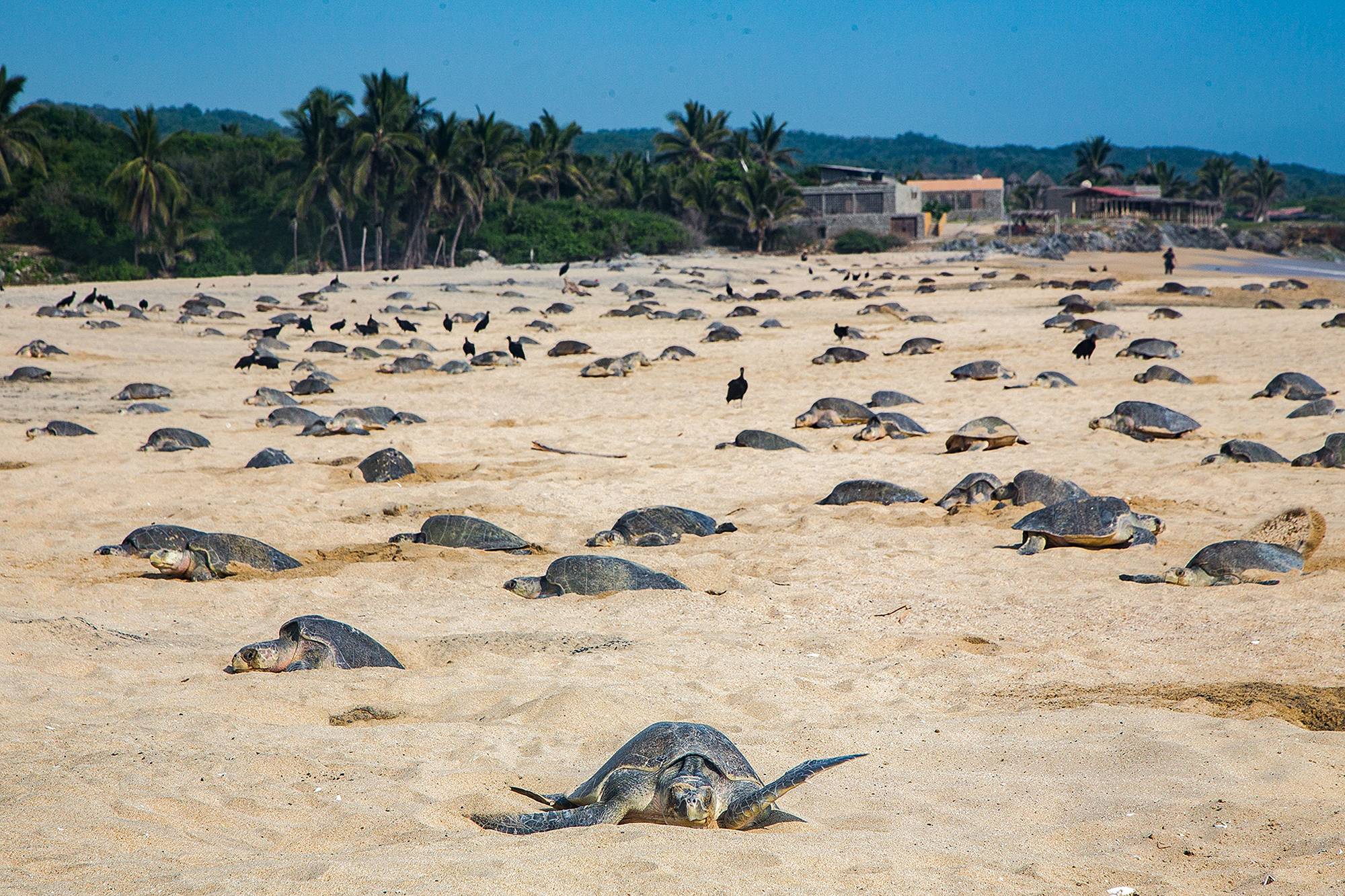 300 sea turtles came all over listless on Mexican flit