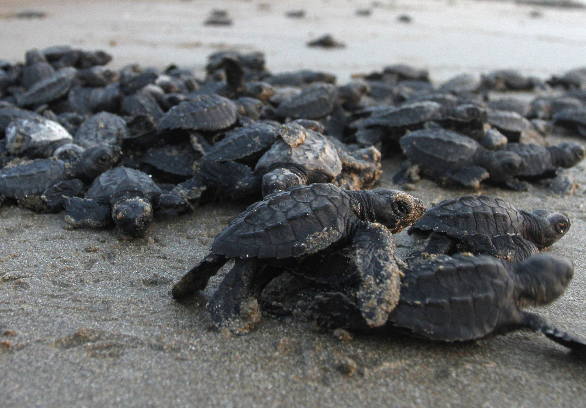 sea turtles death mexican coast