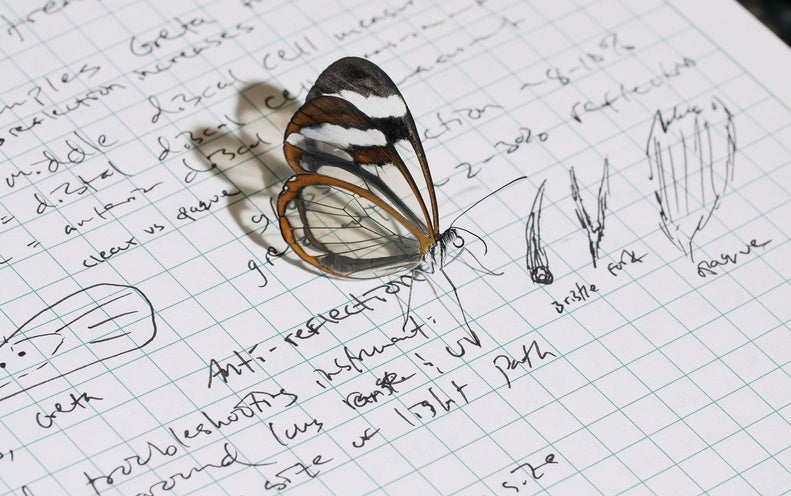 Behold by strategy of the Glasswing Butterfly’s Charming Wings