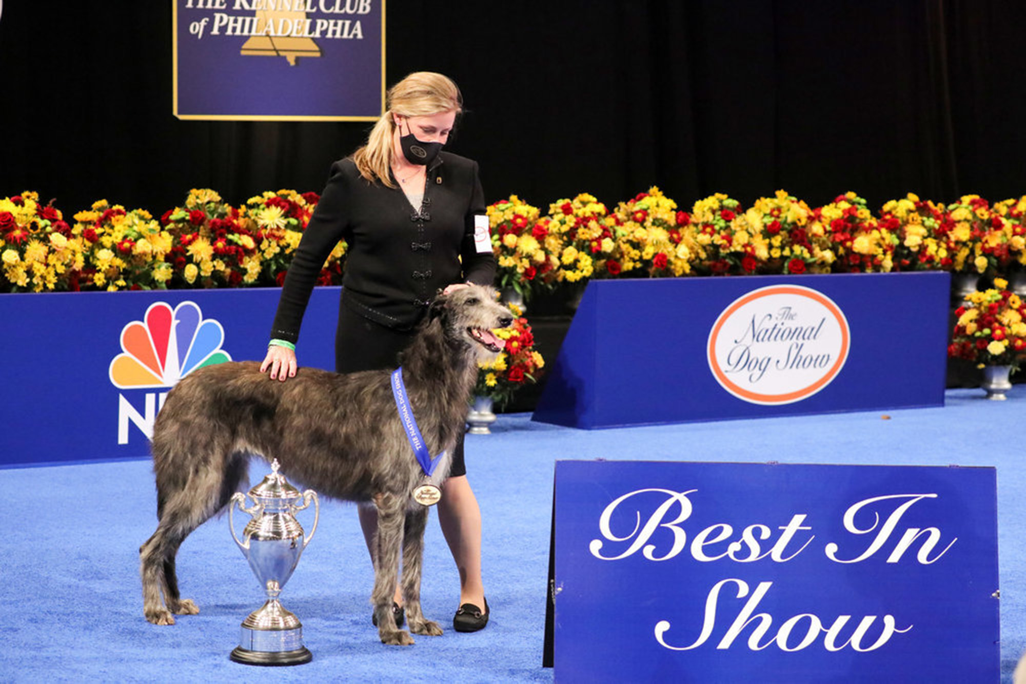 National Dog Show Best In Show Winner, Scottish Deerhound named