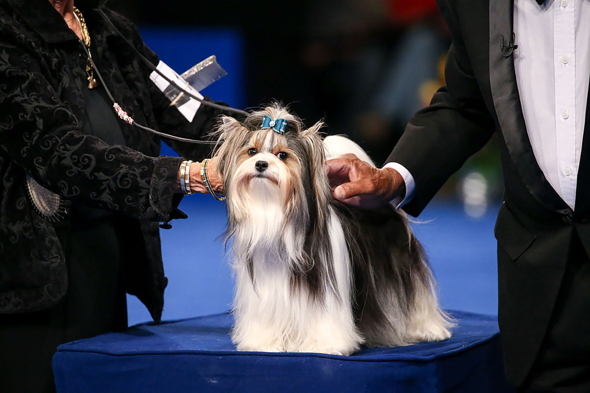 The Biewer Terrier will make its debut at the show.