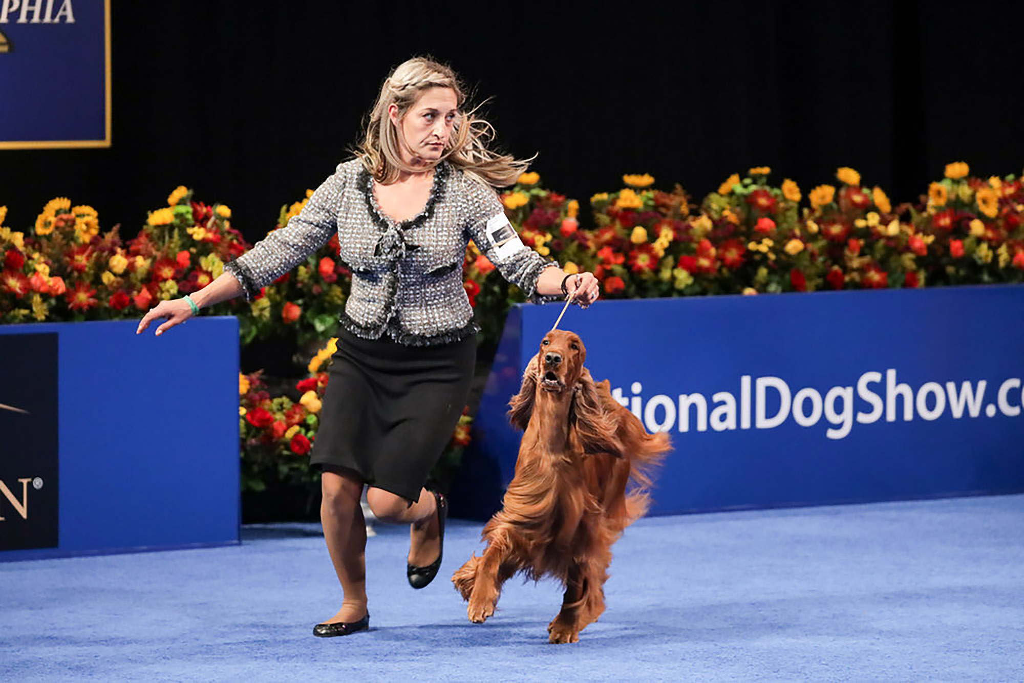 The Irish Setter making its rounds.