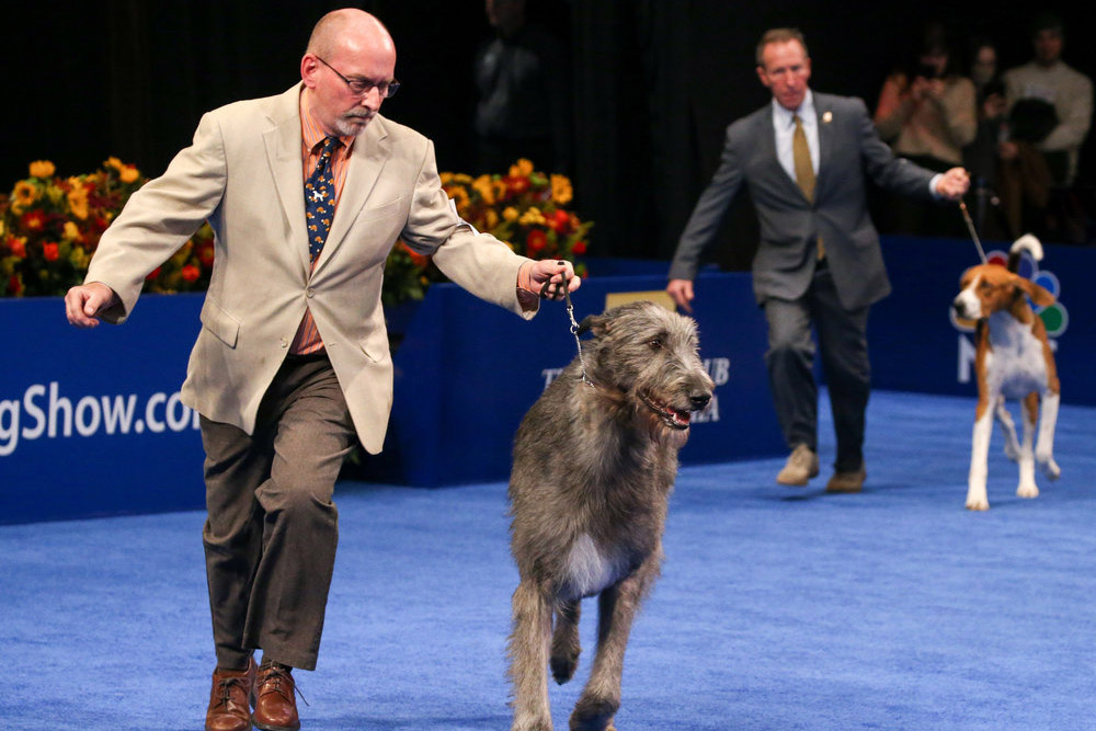 An Irish Wolfhound doing a lap with its owner.