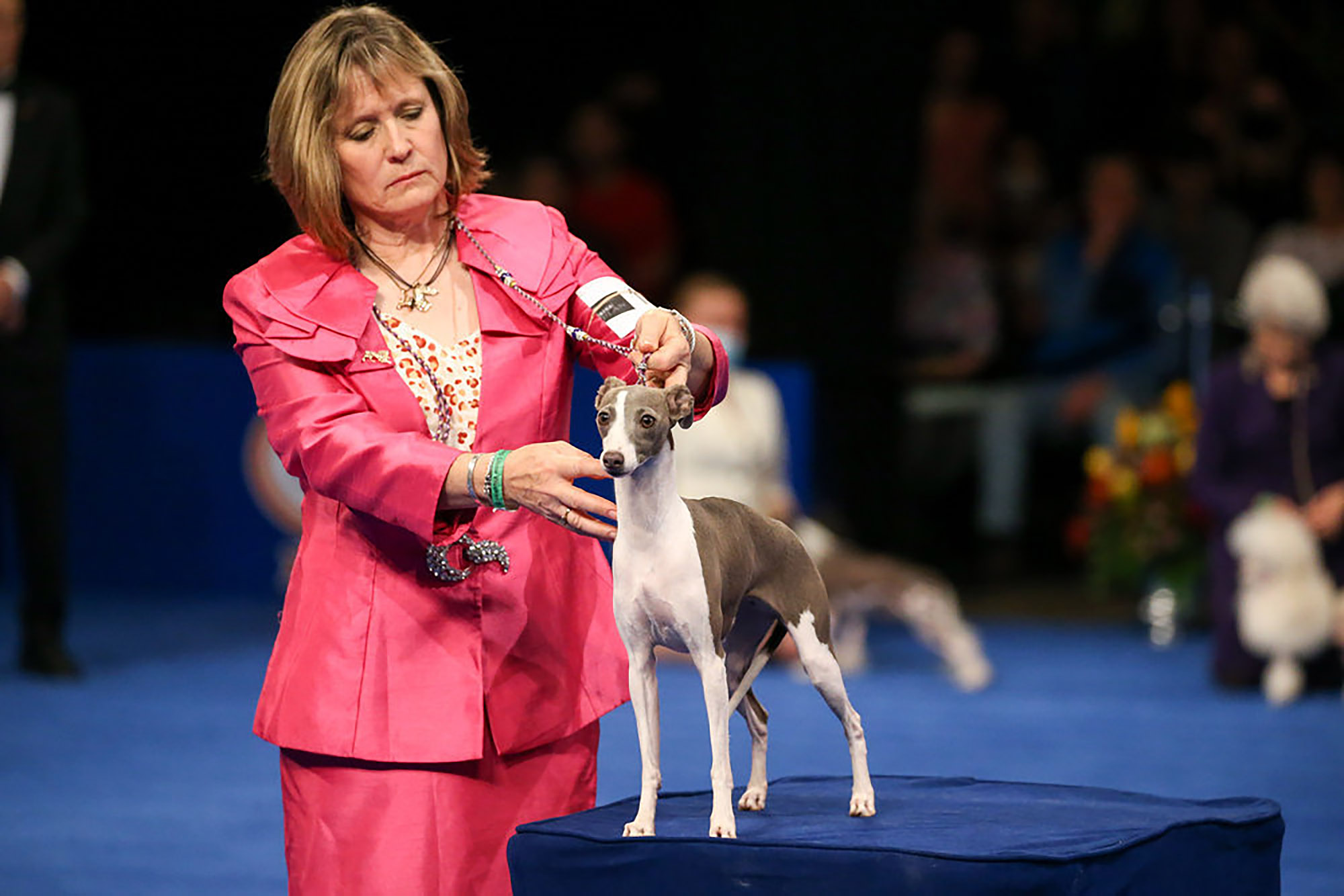An Italian Greyhound in the judging process.