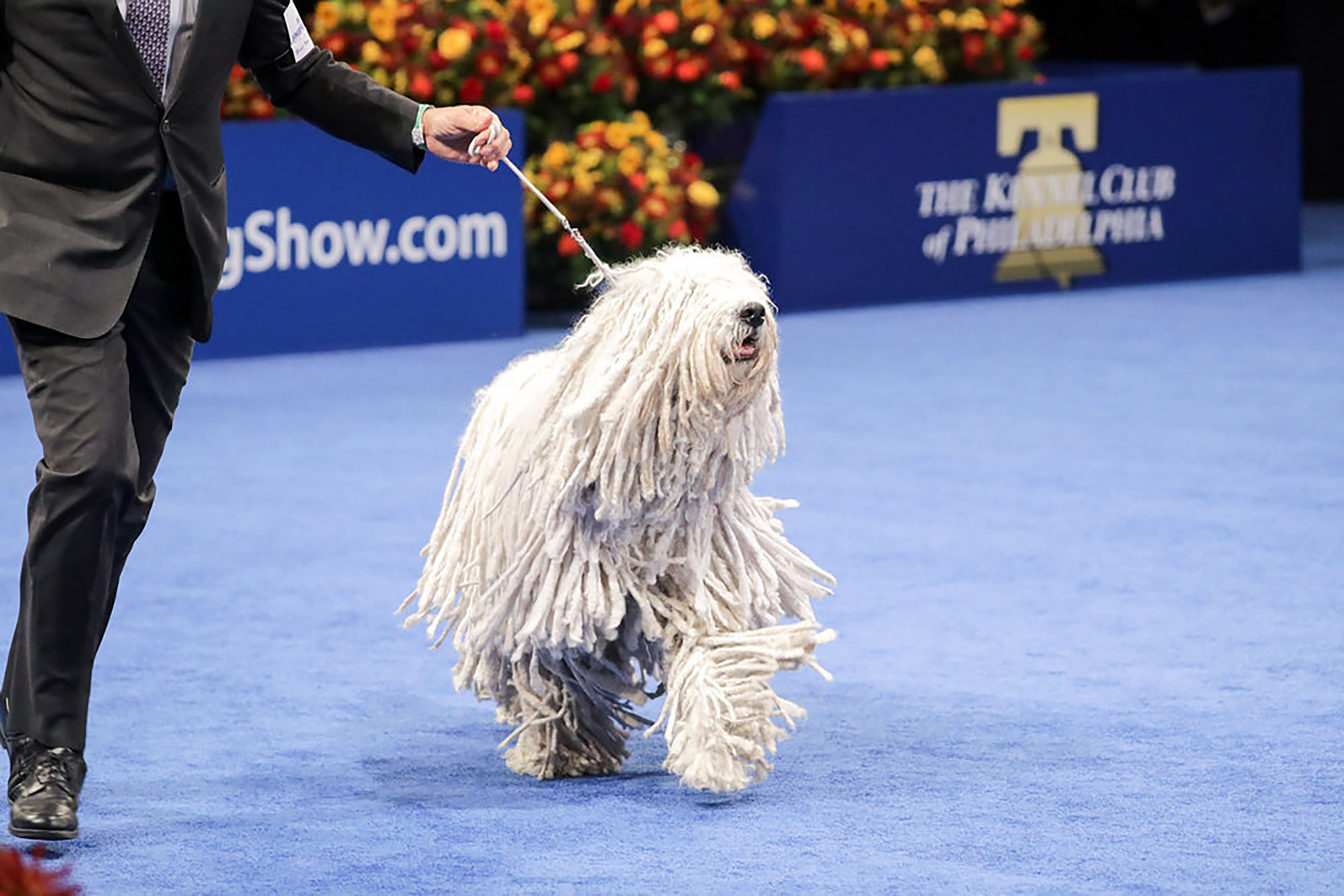 A Komondor, which competed in the Working Group.