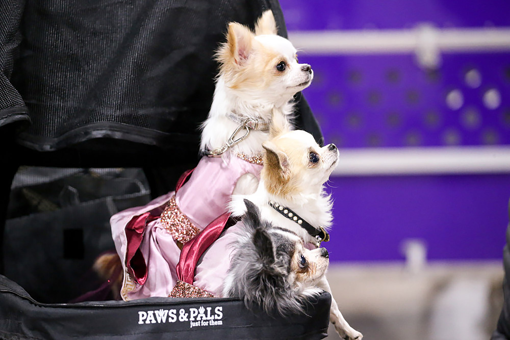Two Long Coat Chihuahuas competing.