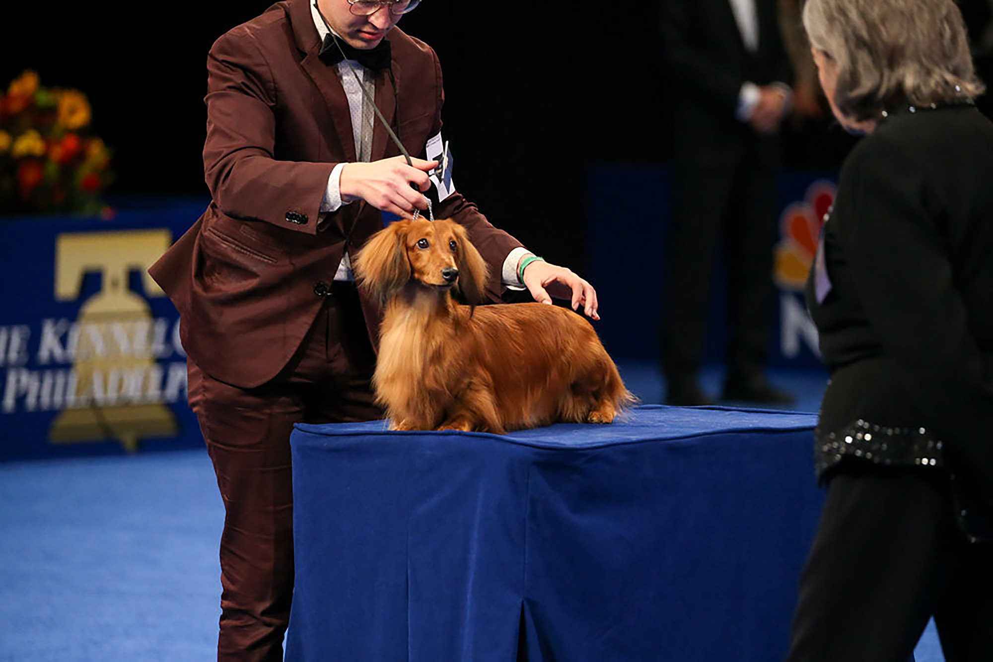 The Long Haired Dachshund hoping for a win.