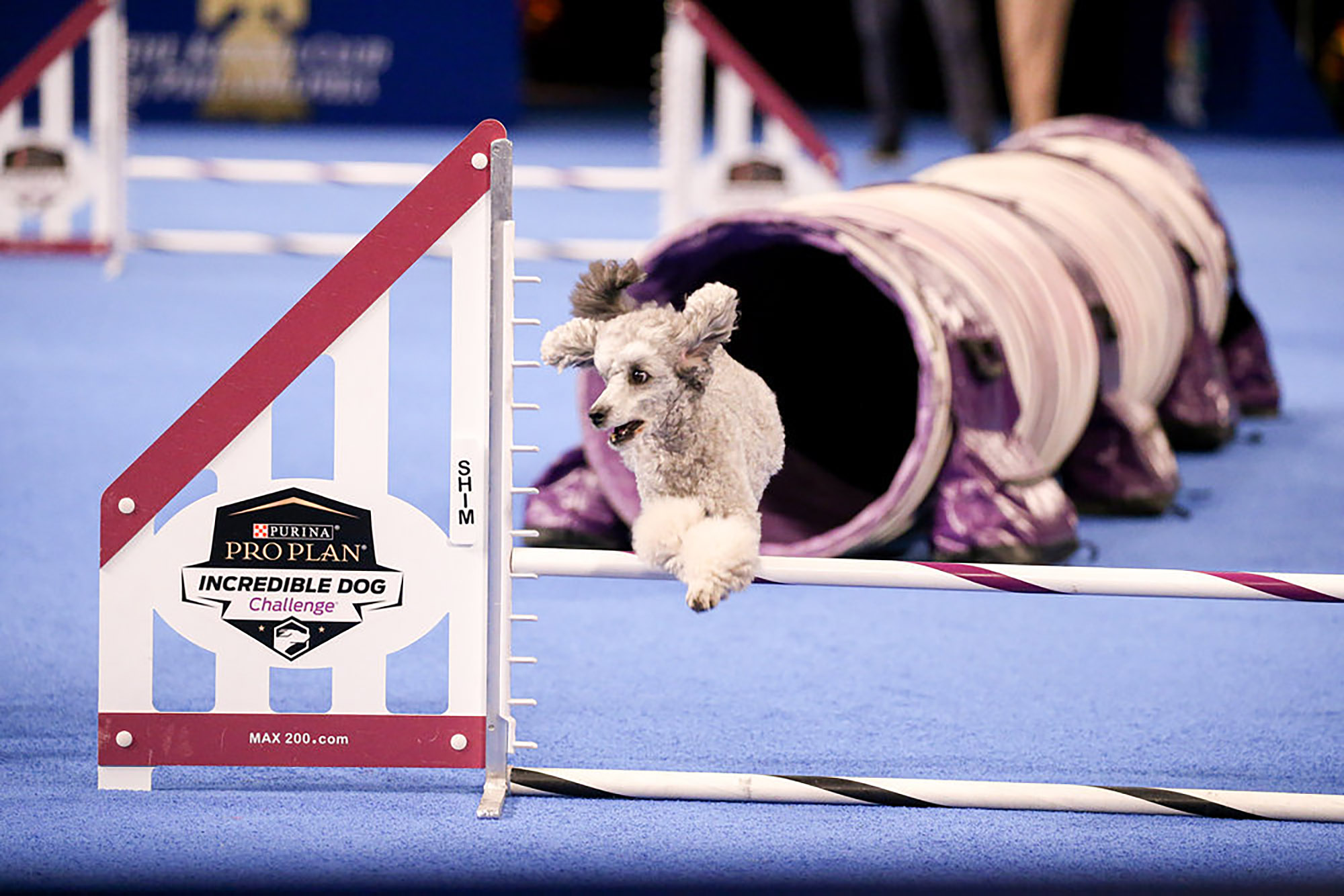 Miniature Poodle competing in the show.