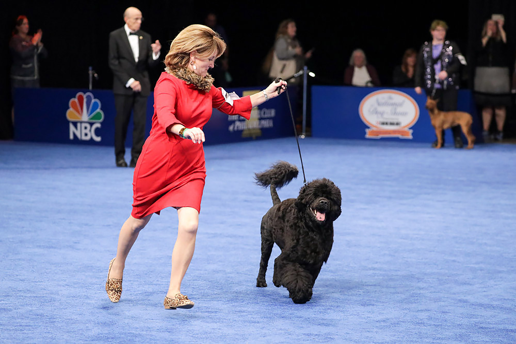 The Portuguese Water Dog running with its owner.