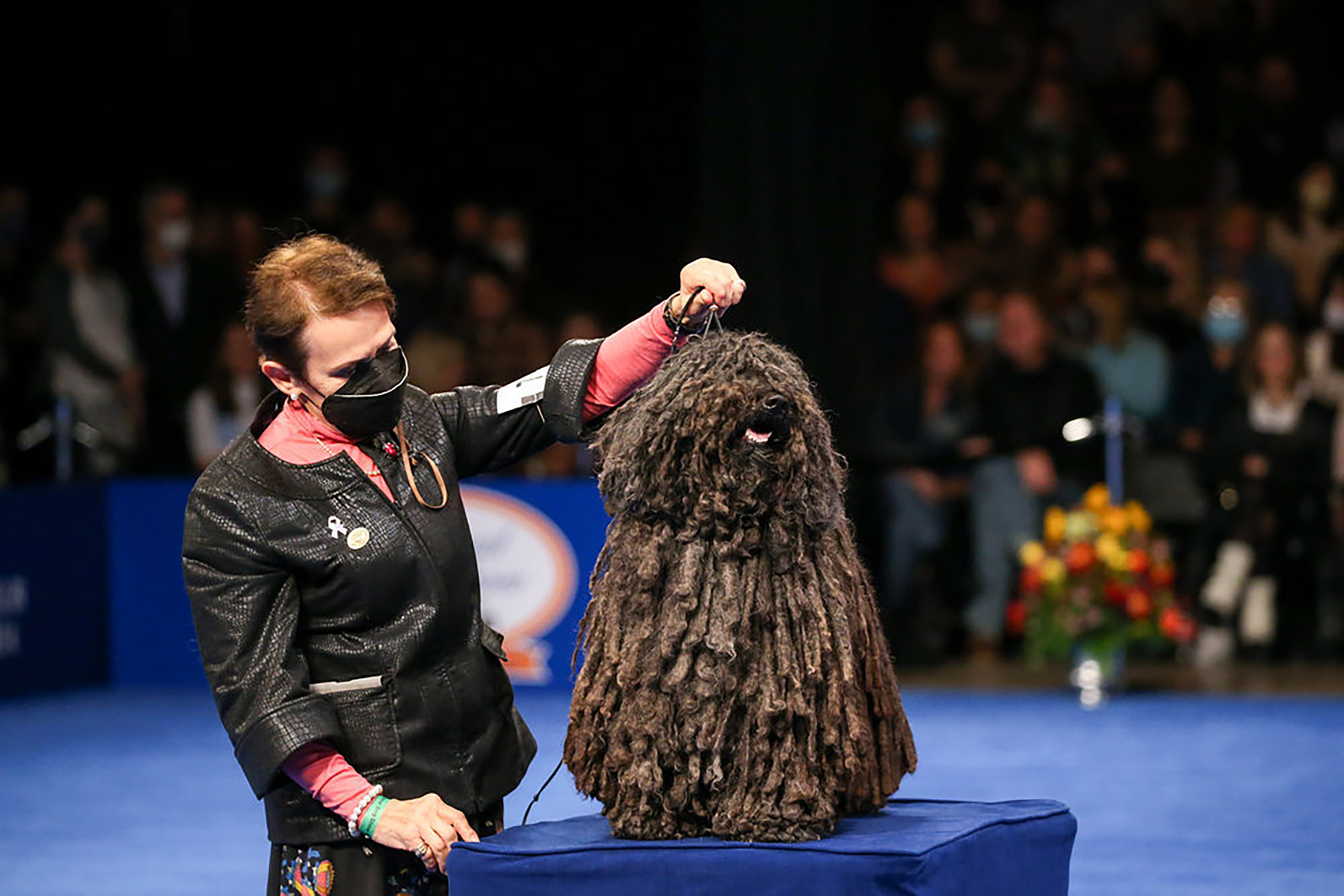 The Puli being judged.