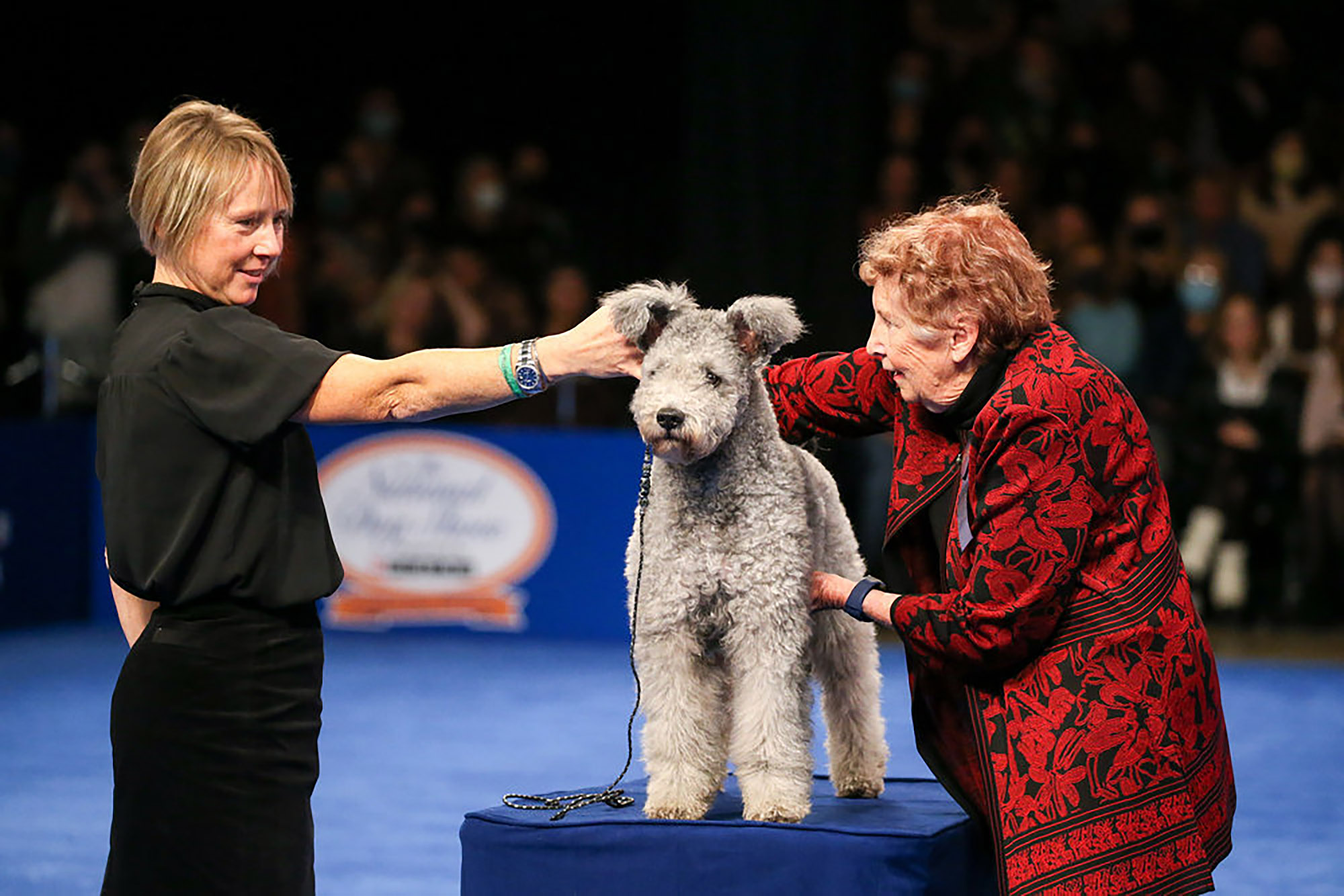 The Pumi was recognized as a breed by the AKC in 2016.