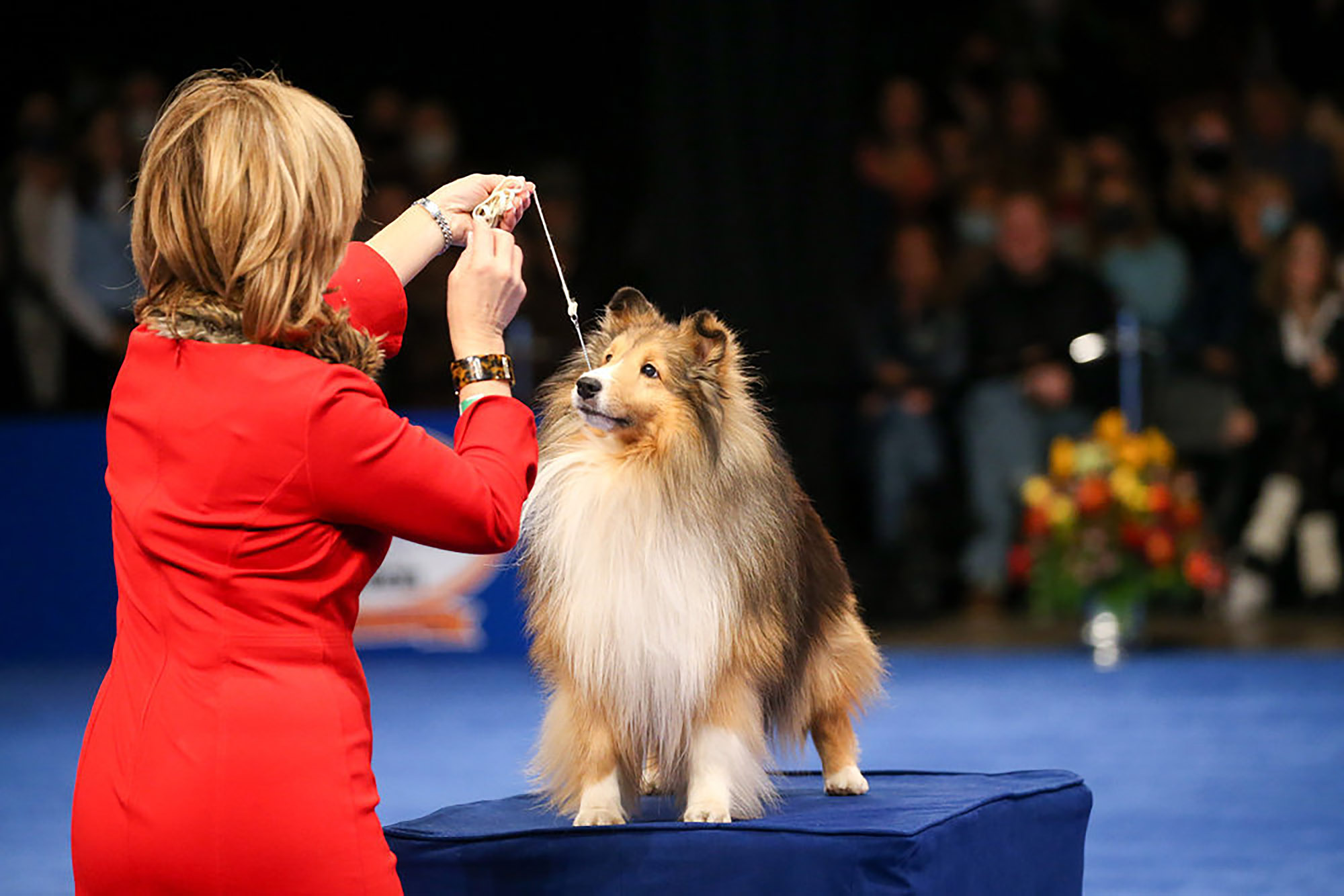 The Shetland Sheepdog posing for the cameras.