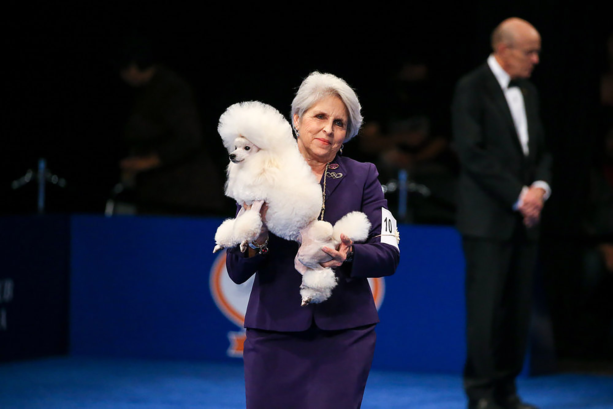 A Toy Poodle held by its owner.