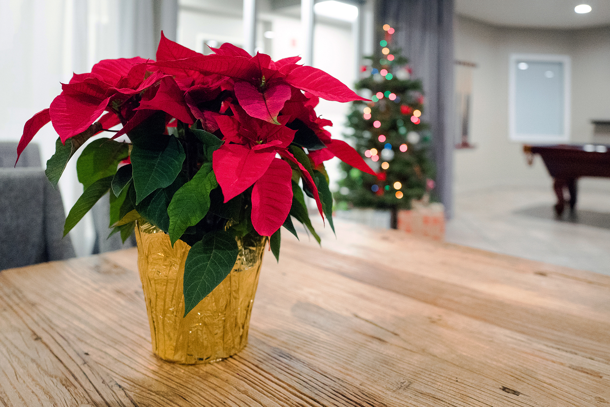 How to elevate care of poinsettias: A e book to the Christmas classic