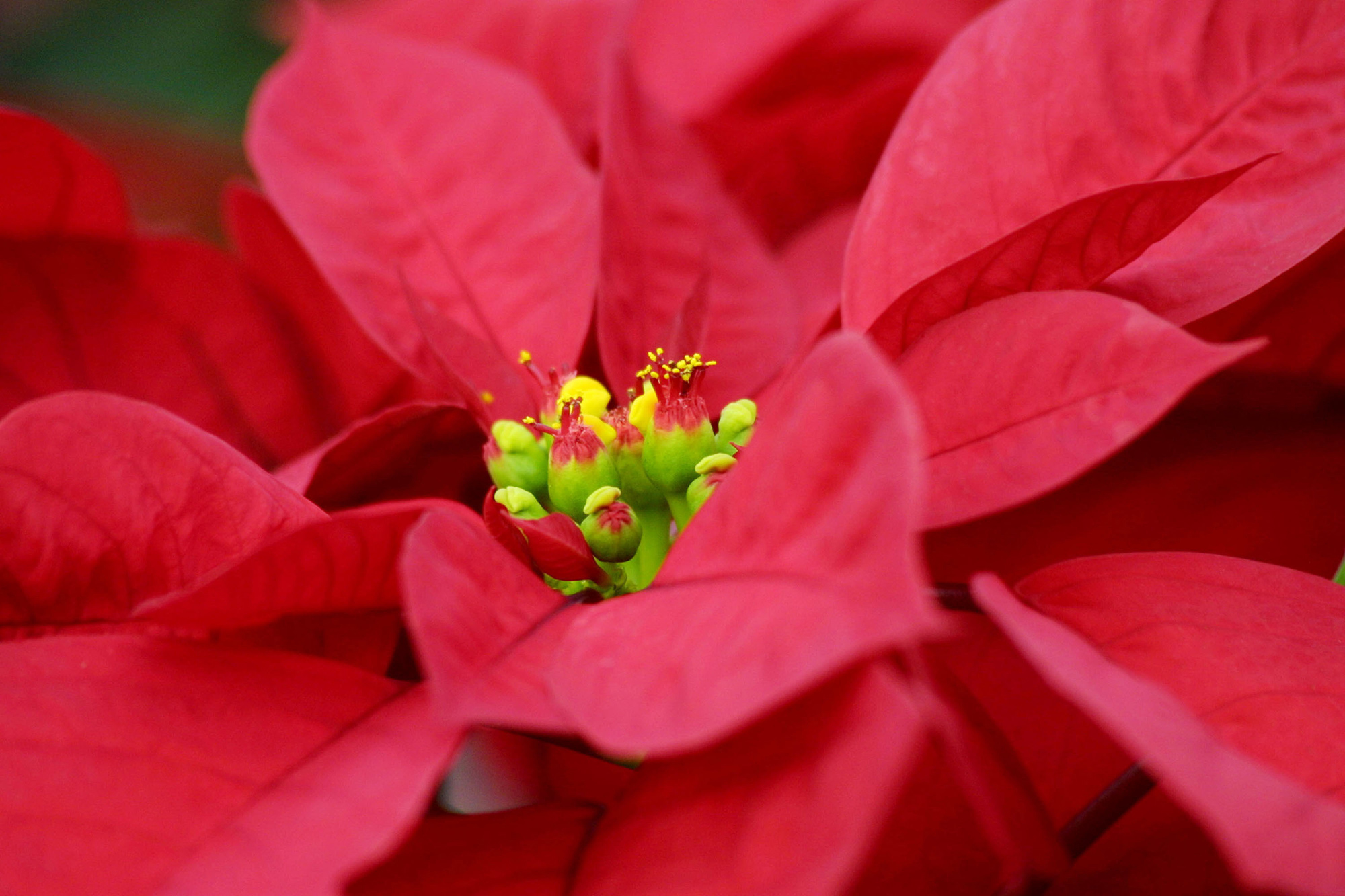 Experts have also said that poinsettias thrive in climates between 65 and 70 degrees. 
