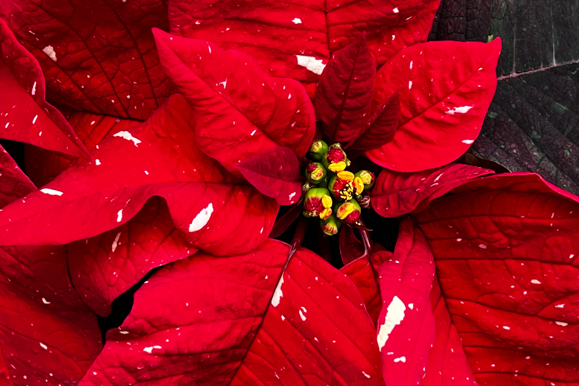 Healthy poinsettias grow in soil that’s moist to the touch. Soil that’s too dry or wet could result in a poinsettia’s shortened lifespan.