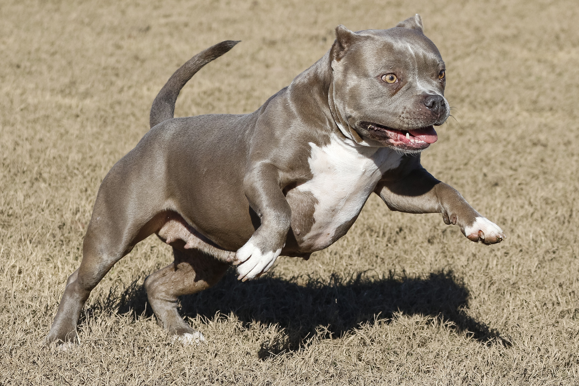 American Bully dogs are a celeb-favorite. 