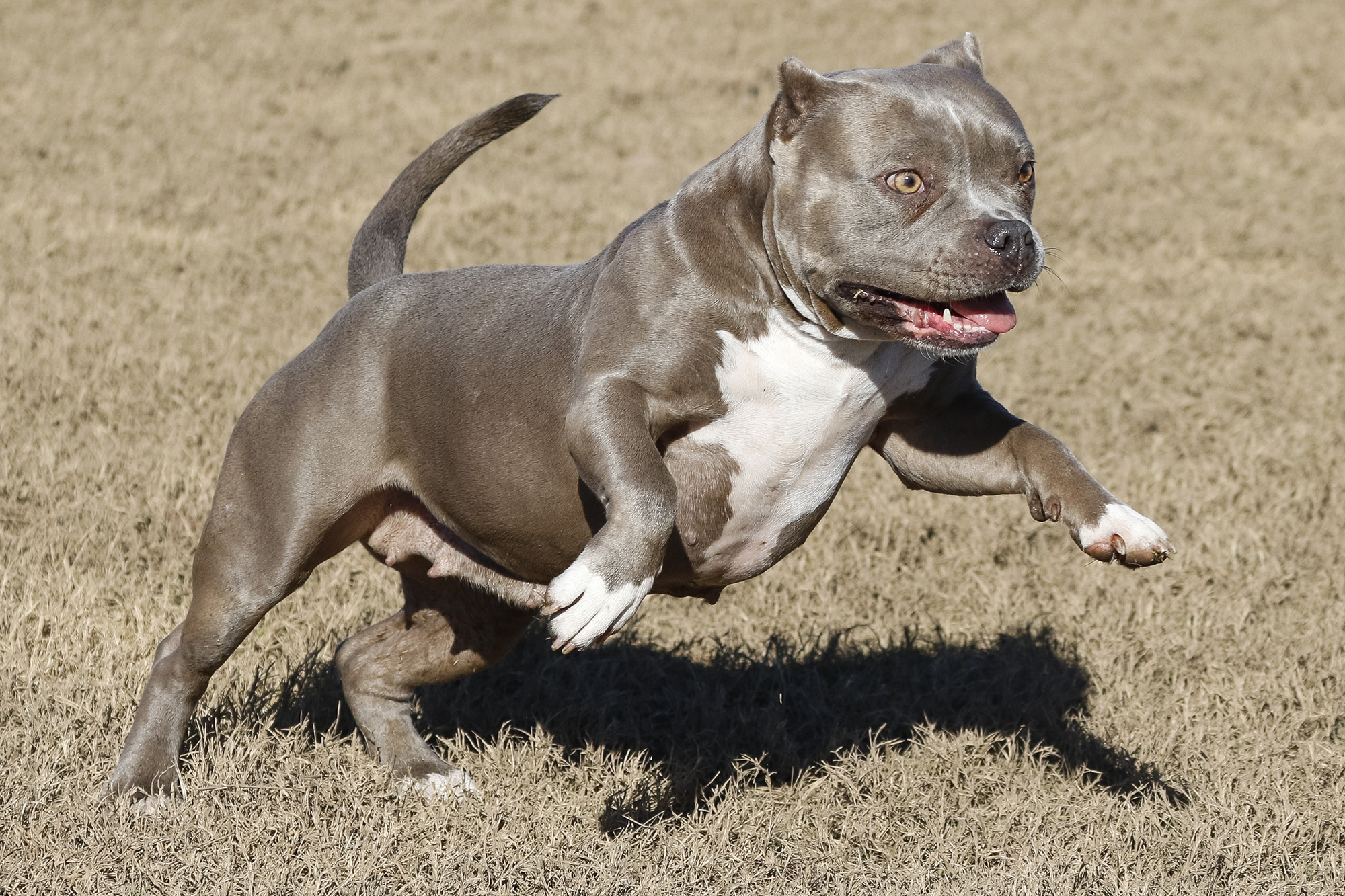 American Bully dogs are a celeb-favorite.