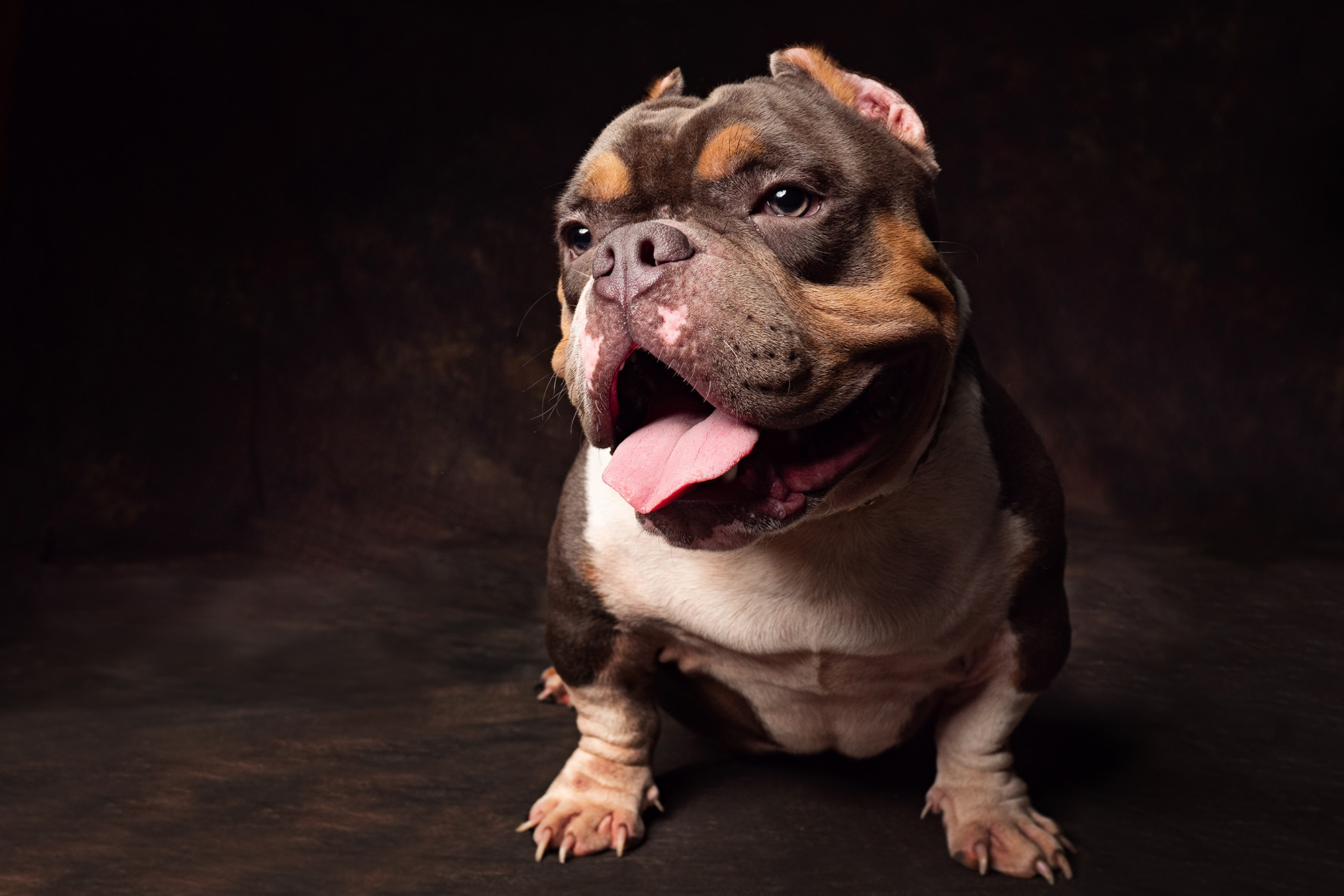 American Bully dogs may be trendy but the procedure behind their appearance has some animal rights activists worried.