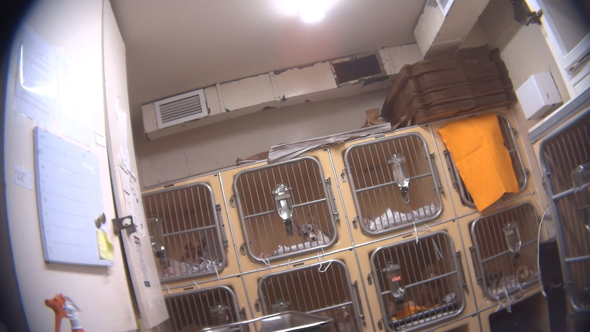 Humane Society footage shows the pitiful conditions.