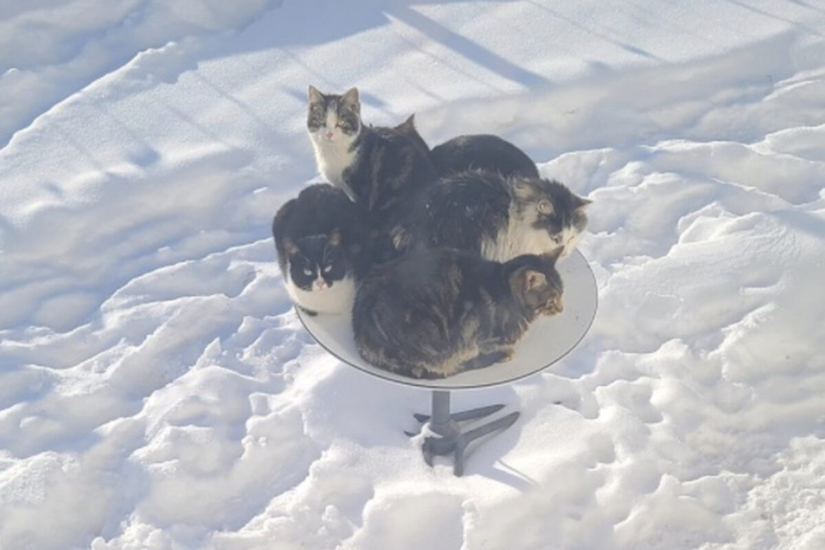Cats sitting on Starlink satellite dish